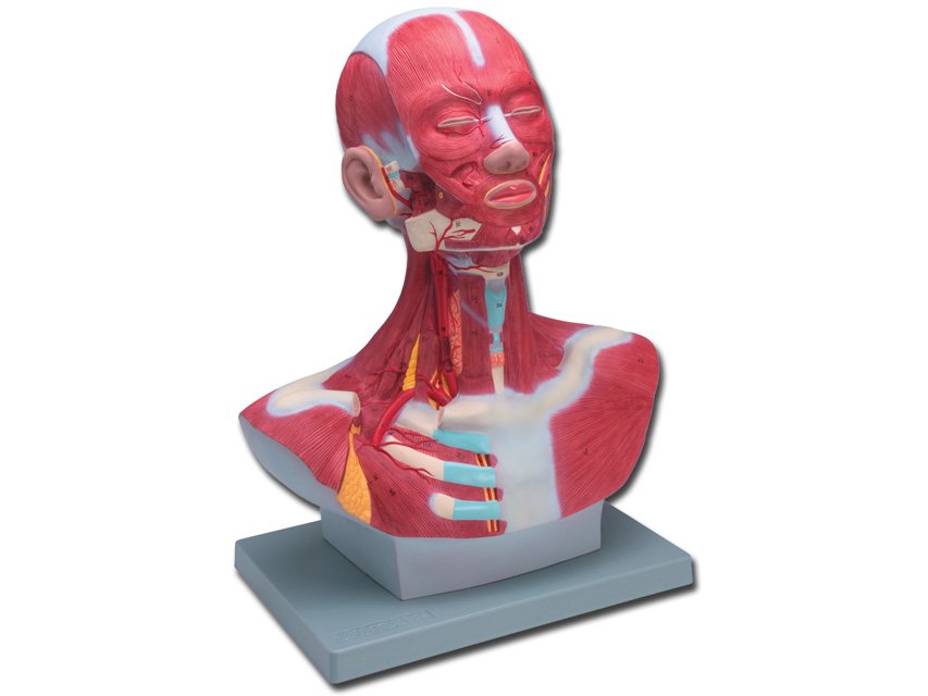 MUSCULATURA CAP/GAT - 1X