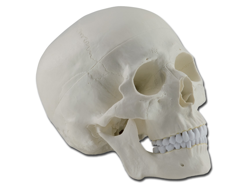 CRANIU UMAN - 1X - 3 părți