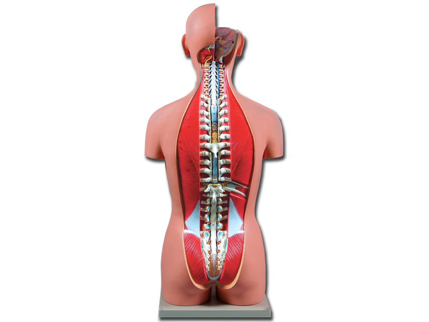 TORSO DUAL SEX OPENBACK - 27 piese