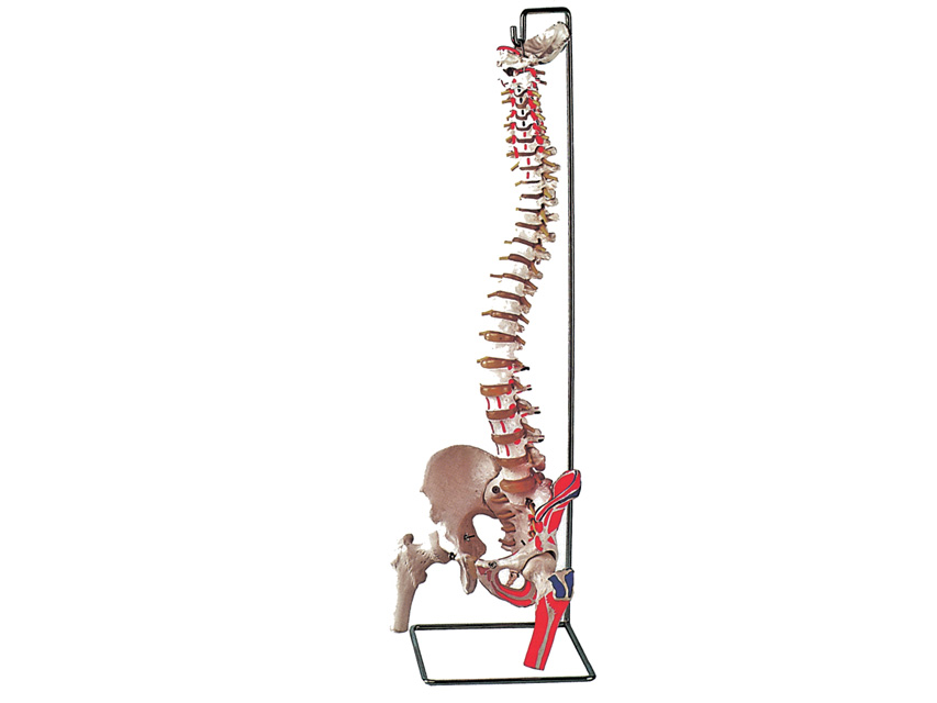 COLONA VERTEBRALA FLEXIBILA cu capete femurale + muschi