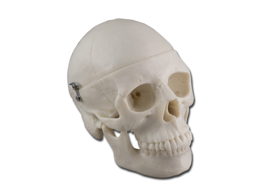 MINI CRANIU - 0,5X