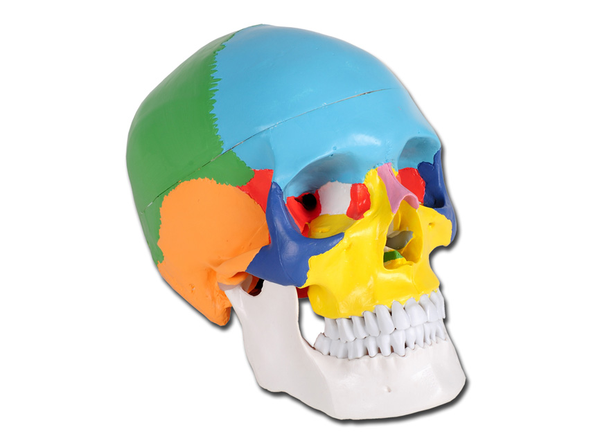 VALOARE CRANIU UMAN - 1X - 3 părți - colorat