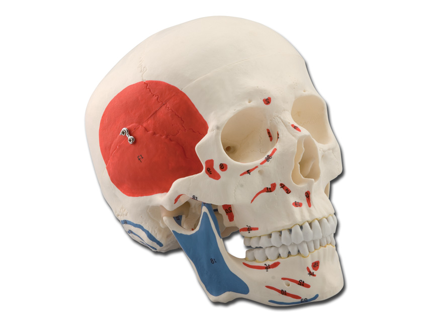 CRANIUL OM - 1X - 3 părți - muscular