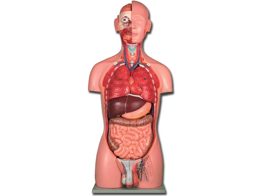 TORSO DUAL SEX - 25 de părți