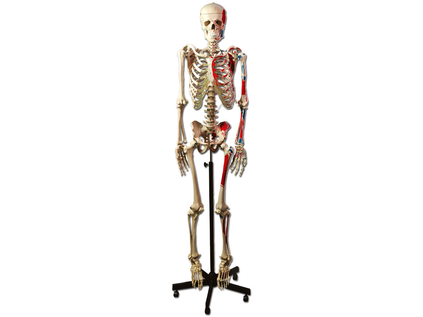 SCHELETUL MUSCUL UMAN