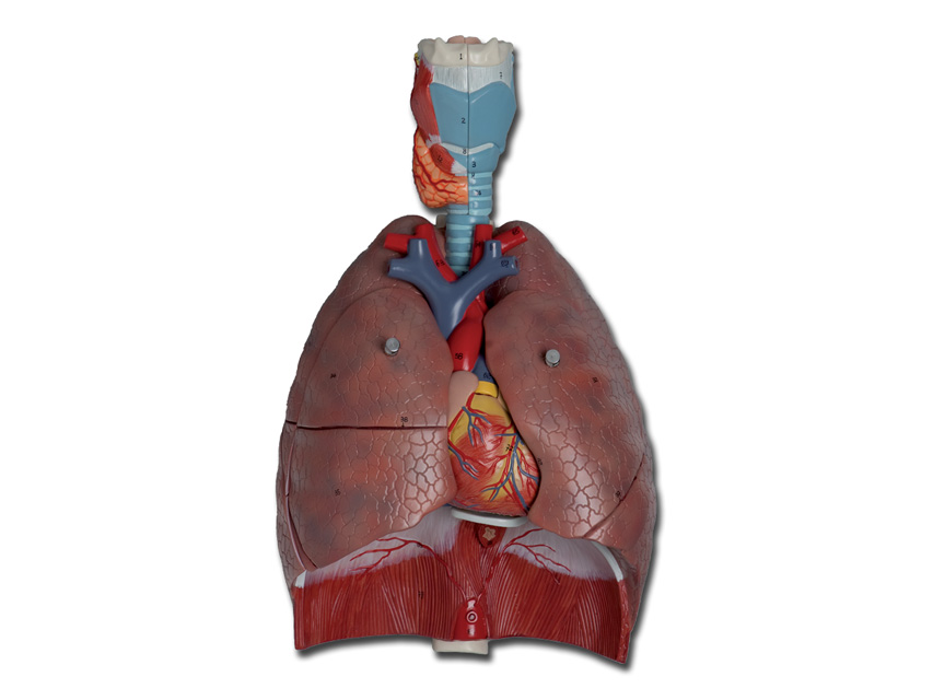 SISTEMUL RESPIRATOR - 7 părți