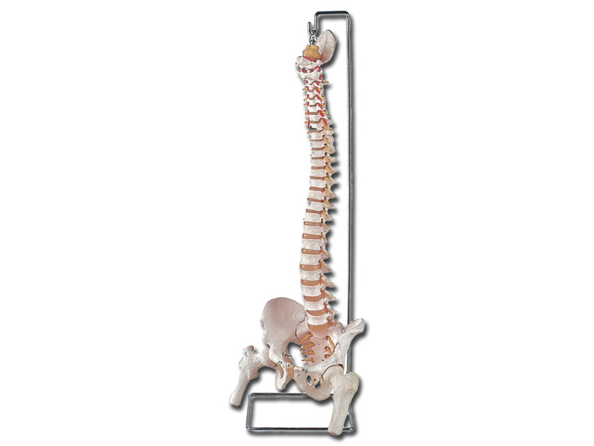 COLONA VERTEBRALĂ FLEXIBILĂ cu capete femurale + sacrum deschis