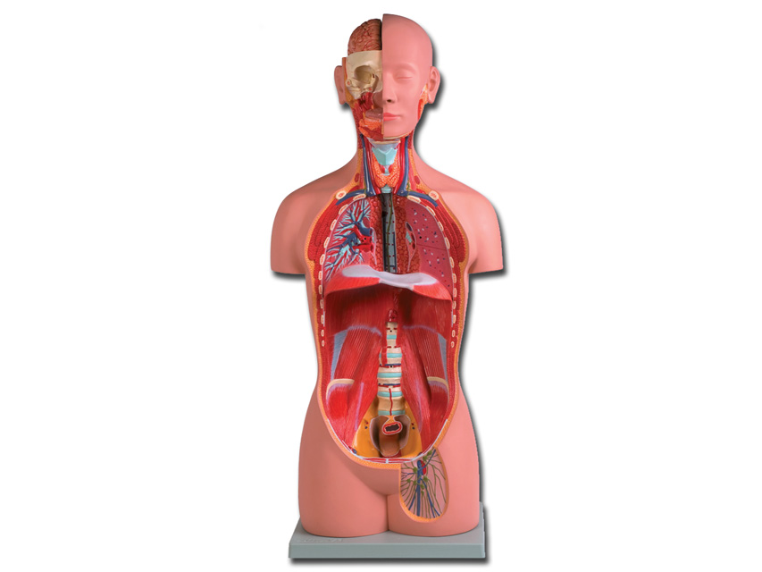TORSO UNI SEX - 16 părți