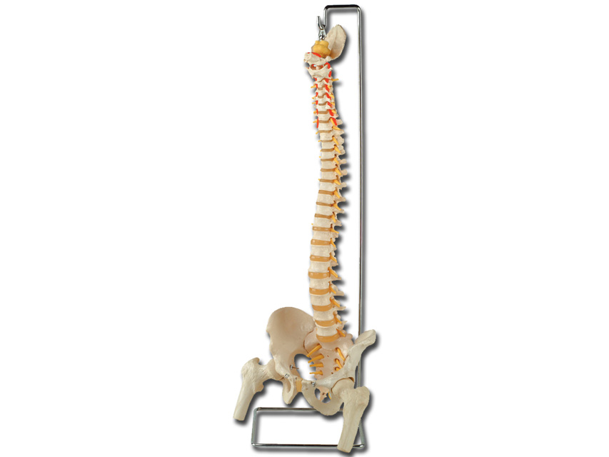 COLONA VERTEBRALĂ FLEXIBILĂ cu capete femurale