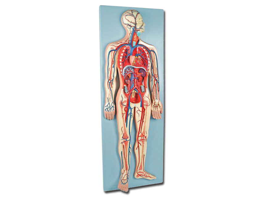 SISTEMUL VASCULAR - 2 părți - 0,5X
