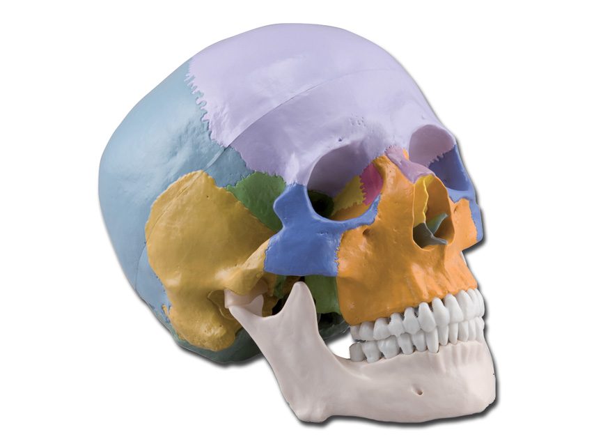 CRANIU OM - 1X - 3 părți - colorat