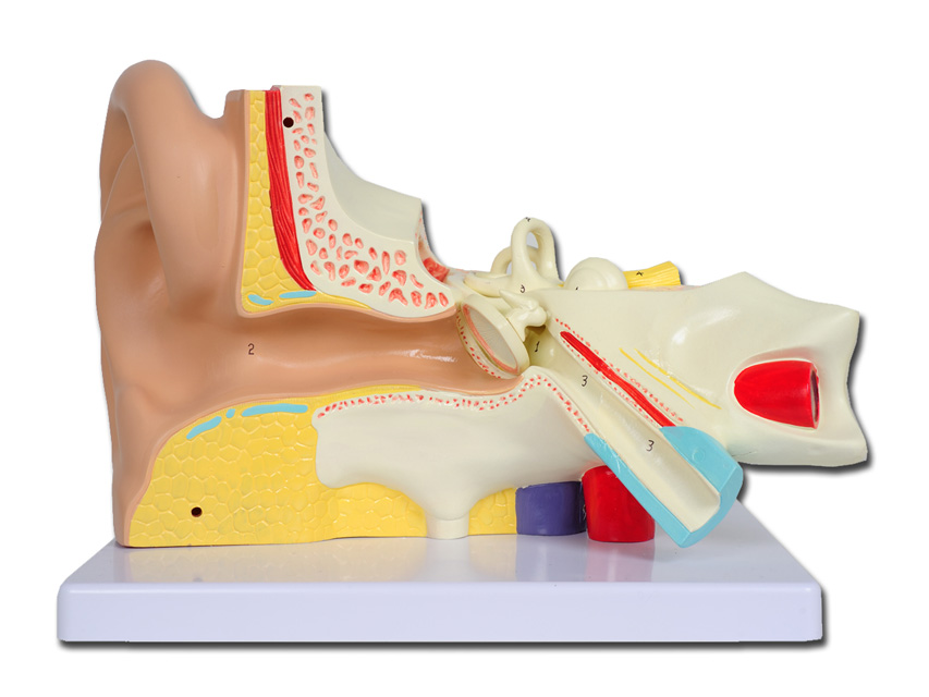 VALOARE EAR - 3 părți - 3X