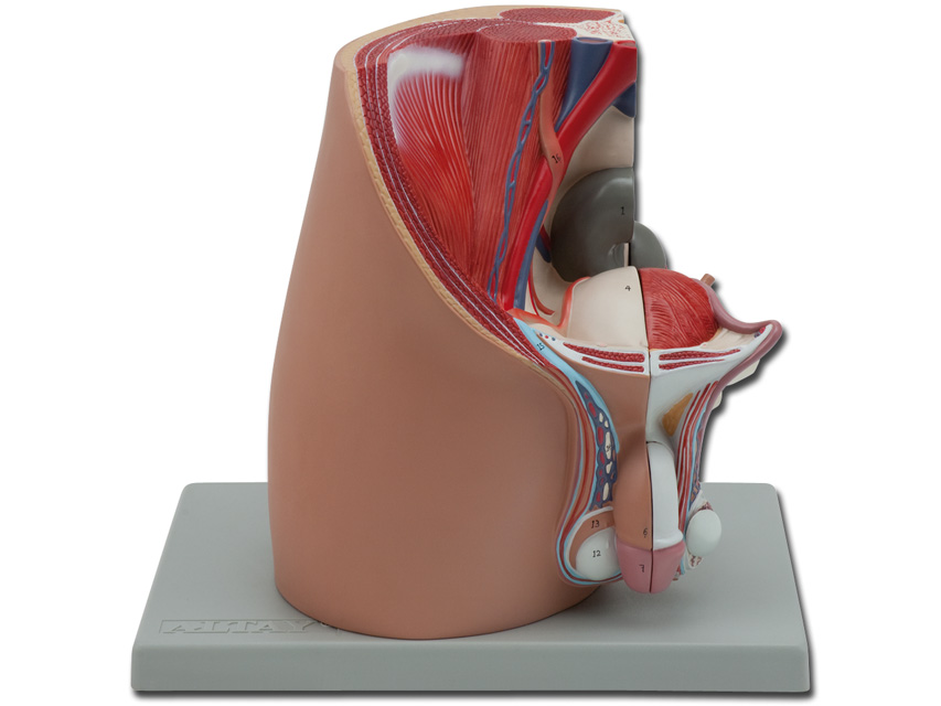 PELVIS - masculin - 4 părți