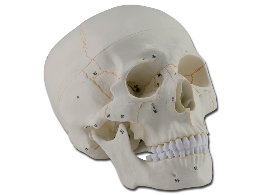 CRANIU OM - 1X - 3 părți - numerat