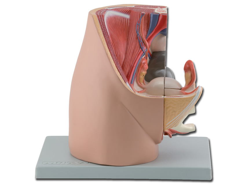 PELVIS - feminin - 3 părți