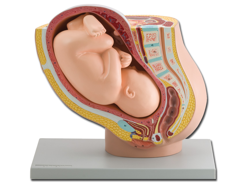 PELVIS DE SARCINA CU FET MATUR - 1X