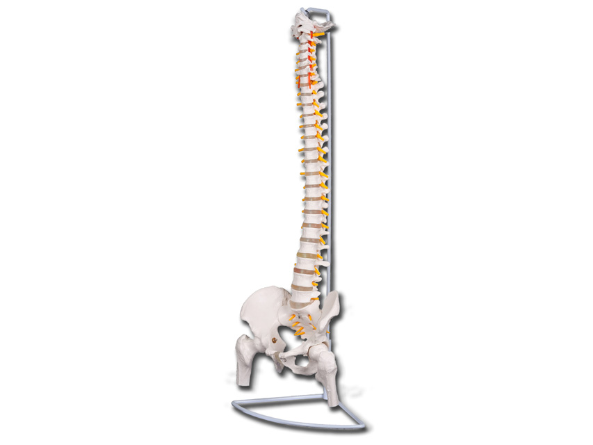 VALOARE COLONA VERTEBRALĂ FLEXIBILĂ cu capete femurale